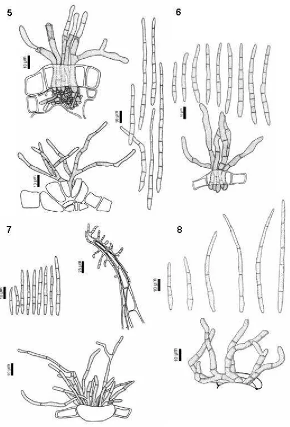 Fig. 5-8. Conidia and conidiophores of Pseudocercospora spp. on Piper  spp.: 