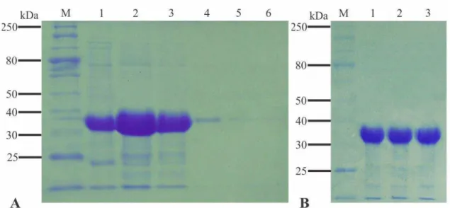 Figura  3.  Análise  por  SDS-PAGE  das  etapas  de  purificação  e  diálise  da  proteína  capsidial do PepYMV expressa em E