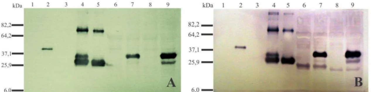 Figura 7. Diluição do anti-soro AS-CPI para detecção do PepYMV a partir de proteínas  totais de N