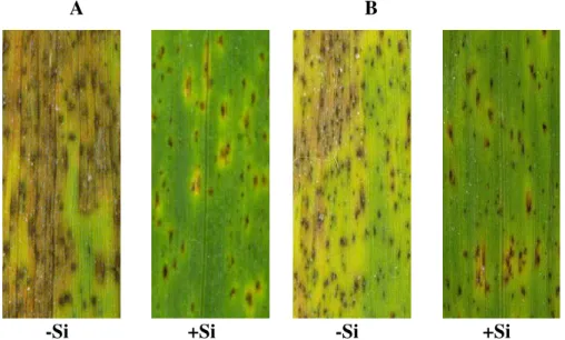 Figura  2.  Sintomas  da  mancha  marrom  em  folhas  de  plantas  de  trigo  das 