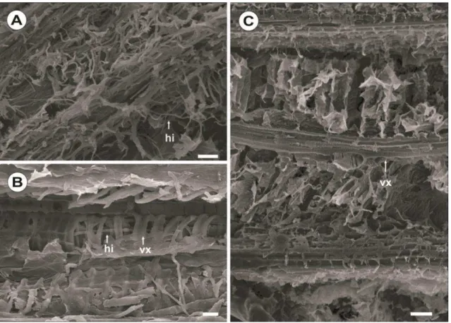 Figura  3:  Fotomicroscopia  eletrônica  de  varredura  de  folhas  fraturadas  de  Gladiolus  grandiflorus  variedade  suscetível  (A,  B)  e  resistente  (C)  96  horas  após a inoculação com Curvularia gladioli