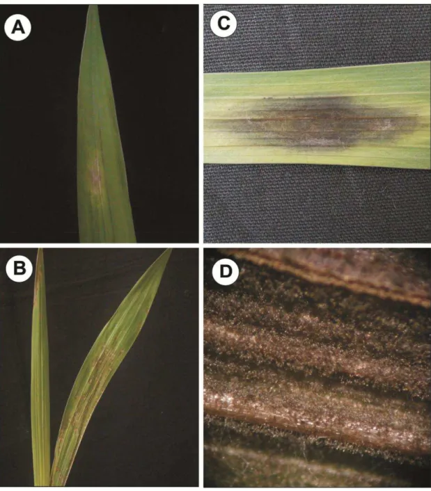 Figura  5:  Mancha  de  curvularia  causada  por  Curvularia  gladioli  em  folhas  de  Gladiolus grandiflorus variedades Verônica (A) e T-704 (B, C e D)