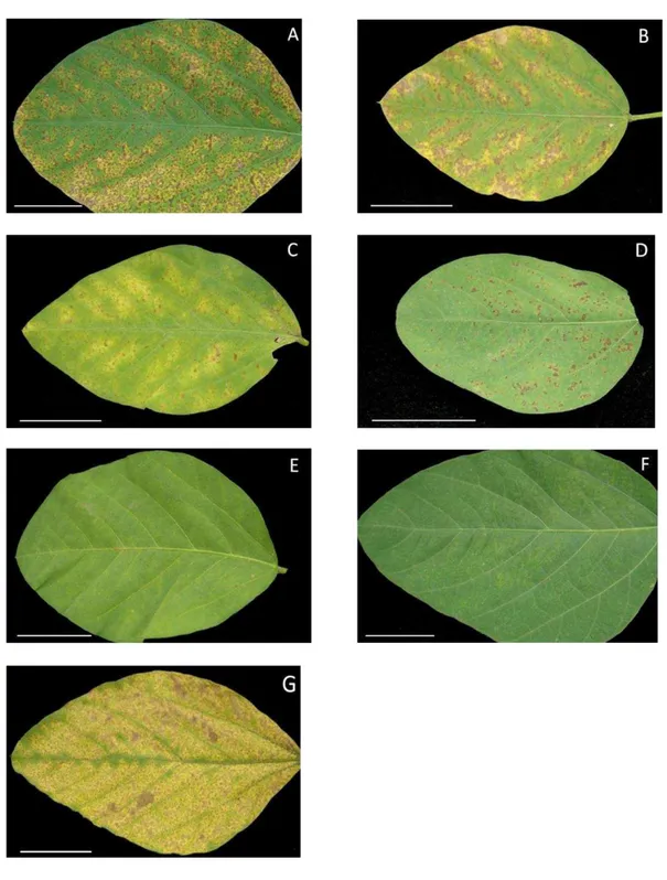 Figura  3.  Reação  de  diferentes  genótipos  de  soja  ao  isolado  PPUFV02  de  P. 