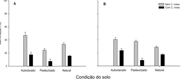 Figura 2: Germinação carpogênica de escleródios de Sclerotinia sclerotiorum, mantidos  por seis semanas em solo autoclavado, pasteurizado ou natural, na presença ou ausência  de  Clonostachys  rosea