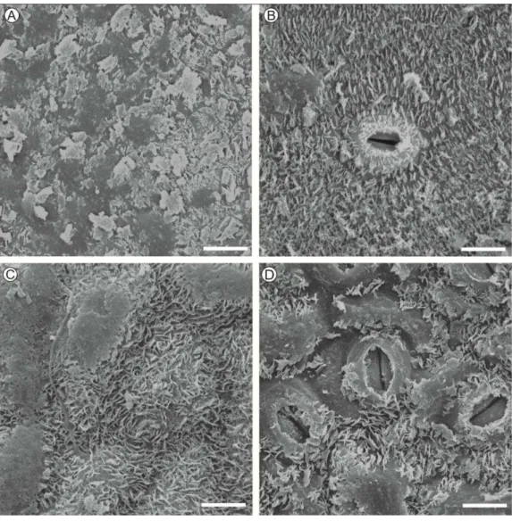 Figura  2.  Eletromicrografias  de  varredura  da  superfície  foliar  de  eucalipto  urograndis  (clone  CNB011)  (A)  face  adaxial  de  folhas  novas  (B)  face  abaxial  de folhas  novas  (C)  face  adaxial  de folhas  velhas  (D)  face abaxial de folh