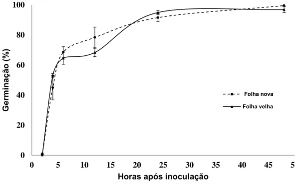 Figura 4. Germinação de conídios de Botrytis cinerea na face adaxial de folhas  novas e velhas de eucalipto urograndis clone CNB011