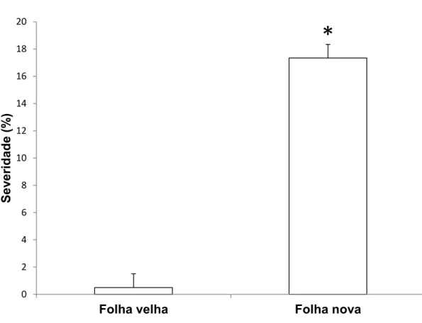 Figura 5. Severidade do mofo cinzento em folhas novas e velhas de eucalipto  urograndis  clone  CNB011,  10  dias  após  a  inoculação