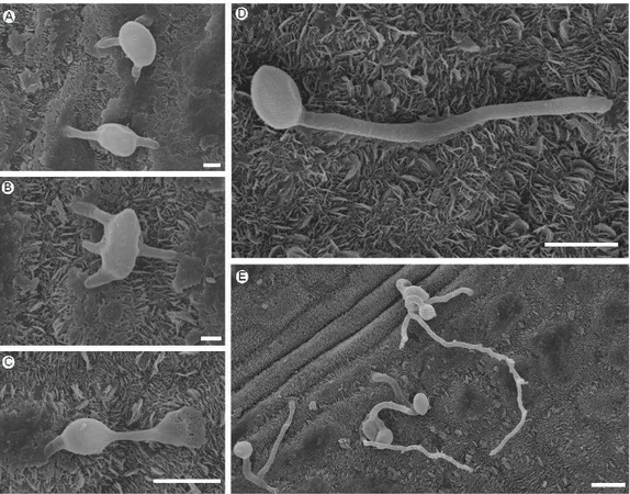 Figura  6.  Eletromicrografias  de  varredura  da  germinação  de  conídios  de Botrytis cinerea em folhas de eucalipto urograndis (clone CNB 011)