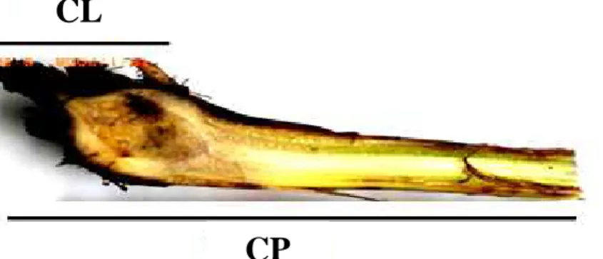 Figura 1. Exemplo ilustrativo da determinação do comprimento relativo de lesão. A  região escurecida corresponde ao comprimento da lesão (CL) e o comprimento do  pseudocaule (CP) é a distância da base do rizoma até a extremidade distal do  pseudocaule