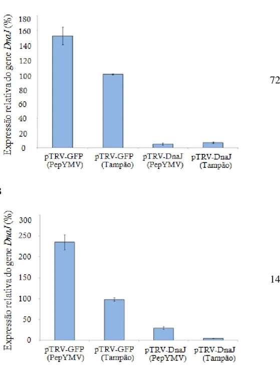 Figura 7. Expressão relativa do mRNA do gene DnaJ em plantas de N. benthamiana  agroinfiltradas  com  as  construções  pTRV-GFP  e  pTRV-DnaJ,  inoculadas  com  o  PepYMV ou apenas com solução tampão, 72  horas pós-inoculação viral (hpi) (A) ou  14  dias  