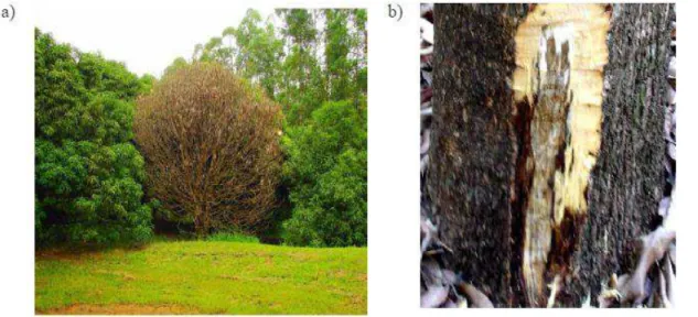 Figura 1. a) seca da parte aérea de mangueiras; b) lesão em tronco de mangueira provocado pelo fungo C