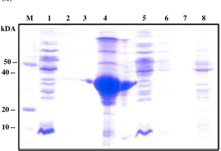 Figure 3. (A) Electrophoretic analyses of expressed His-tagged CpMMV-CP in E. coli  BL21:DE3