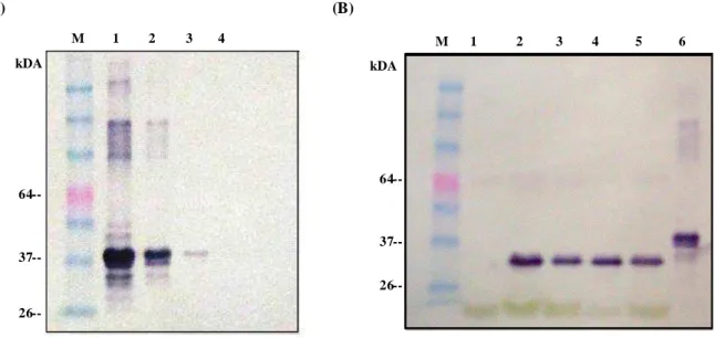 Figure  5. Western blot analyses.  (A)  Western blot  of  purified recombinant  CpMMV- CpMMV-CP  against  AsCpMMV-CP  at  1:1000  dilution