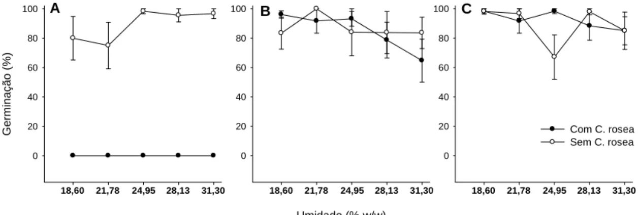 Figura 4 - Germinação miceliogênica de escleródios dormentes de Sclerotinia 