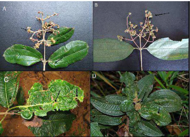 Figura 1 – Sintomas  causados  por  Ditylenchus gallaeformans em plantas coletadas no  campo