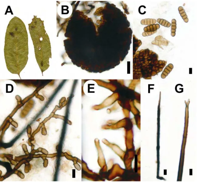 Figure  5.  Meliola  garugae  var.  protii  on  Protium  warmingianum:  A.  Colonies 