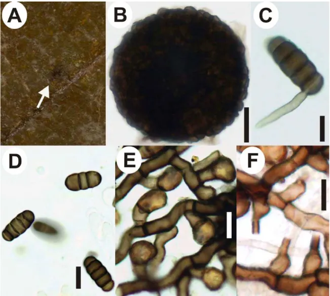 Figure  6.  Asteridiella  cecropiae  on  Cecropia  hololeuca:  A.  Colonies  epiphyllous;  B