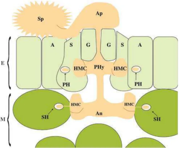 Figura 2: Diagrama ilustrando a fase inicial do desenvolvimento de Hemileia vastatrix nos  tecidos do cafeeiro