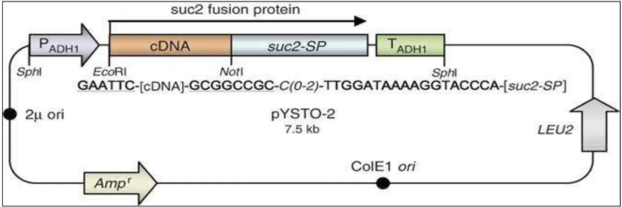 Figura  4:  Representação  esquemática  do  vetor  pYST0-2  (Lee,  et  al.,  2006).  O  vetor  foi  utilizado  para  a  clonagem  das  ORFs  selecionadas,  amplificadas  a  partir  do  cDNA,  e  comprovação da secreção das proteínas preditadas em levedura