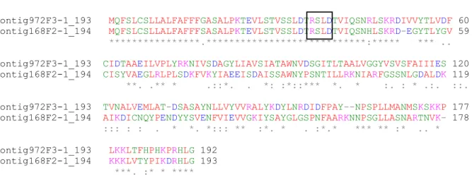 Figura 7: Alinhamento múltiplo das proteínas preditas das ORFs preditas dos genes RSP- RSP-HEVA-4A e RSP-HEVA-04B, utilizando o programa CLUSTALW