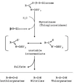 Fig. 1 - Hidrólise enzimática dos glucosinolatos via myrosinase. (Zasada &amp;  Ferris, 2003) 