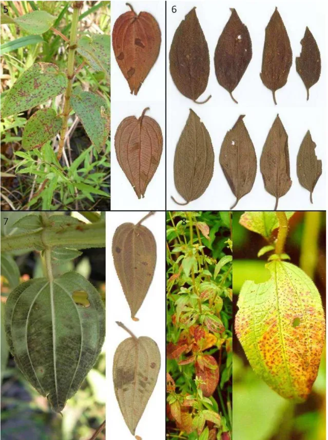 Figs 5-8. Selected disease symptoms to which fungi collected in the survey were associated: 5- leaf 