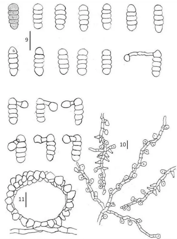 Figs 9-11. Asteridiella melastomacearum (VIC 30690) 9 Ascospores. 10 External hypha with appressoria 