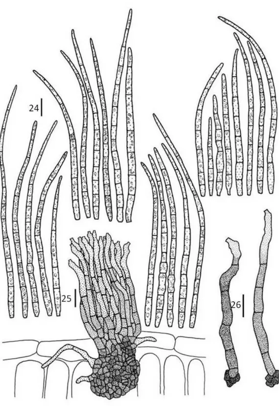 Figs 24-26. Pseudocercospora subsinematosa (VIC 30565). 24.  Conidia (note hila varying from 