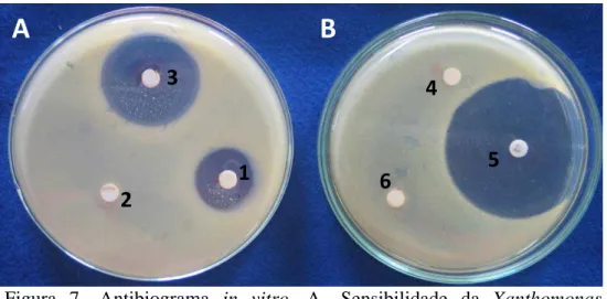 Figura 7- Antibiograma in vitro. A- Sensibilidade da Xanthomonas  campestris pv. vesicatoria aos antibióticos Amoxicilina (10  µg) (3) e Doxiciclina (30 µg)  (1) com presença de halos de  inibição, e insensibilidade a Estreptomicina (15 µg) (2); B-  halo d