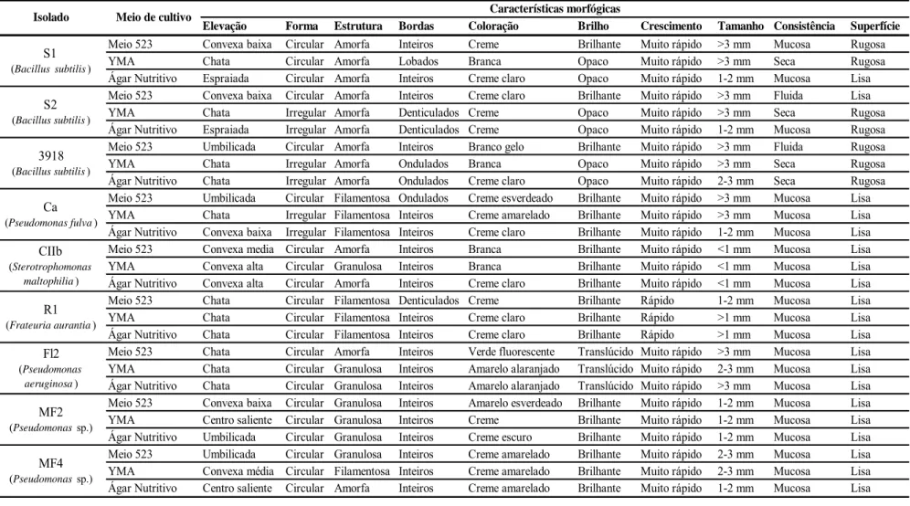 Tabela 1. Caracterização morfológica dos isolados de rizobactérias, determinada após 24 h de incubação, em meio 523, YMA  e ágar nutritivo-glicose, em estado sólido.