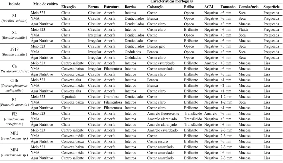 Tabela 2. Caracterização morfológica de isolados de rizobactérias, determinada após 48 h de incubação, em meio 523, YMA  e ágar nutritivo-glicose, em estado sólido