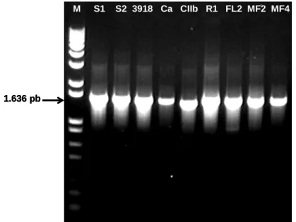 Figura 4. Fragmentos de DNA amplificados por meio de PCR, utilizando  oligonucleotídeos P1 e P2