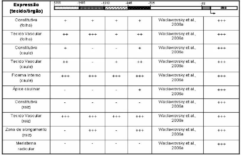Tabela 3 – Resumo do padrão de expressão conferido pelos diferentes domínios do promotor SBP2 em diferentes tecidos e órgãos