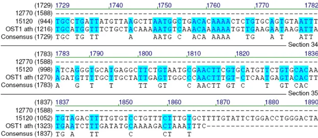 Figura 4:  Alinhamento entre sequências de nucleotídeos dos contigs 12770 e  15120 identificados no banco do genoma do café e o gene  correspondente a SRK2.6 (OST1) de  Arabidopsis 
