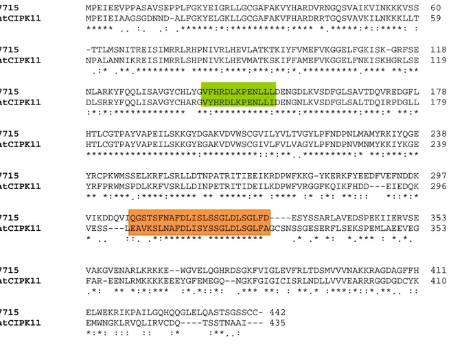 Figura 8: Alinhamento da sequência de aminoácidos deduzida a partir do  contig 7715 com a sequência da proteína de CIPK11 de Arabidopsis.