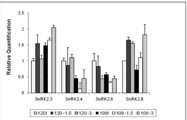 Figura 12: Regulação da expressão de genes da família SnRK2 por estresse  hídrico em raízes