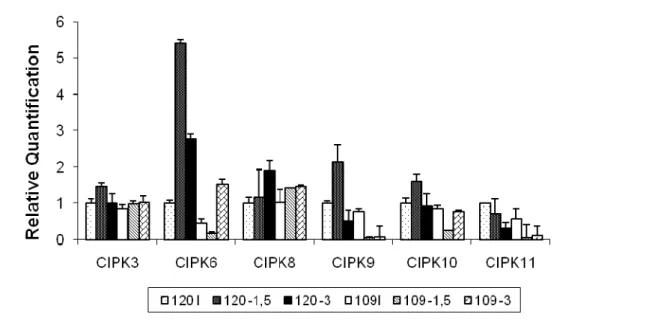 Figura 13: Expressão de genes SnRK3, em raízes de café submetidas à  déficit hídrico.  A expressão dos genes foi medida por RT-PCR em  tempo real, pelo método 2 - ∆∆Ct , utilizando como controle endógeno o  gene S24, e normalizado com o tratamento controle