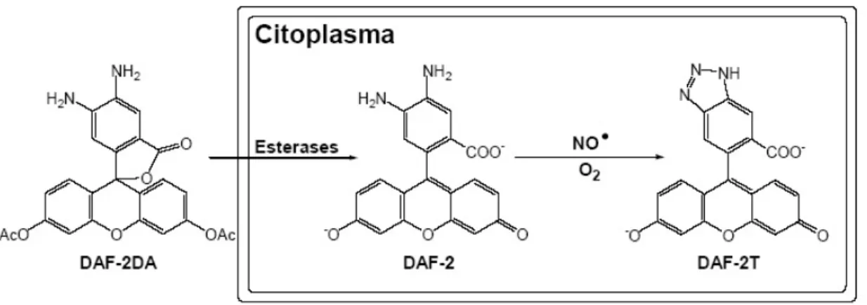 Figura 1 Representação esquemática das reações envolvendo o marcador DAF-2DA  para a detecção de NO por microscopia de fluorescência  