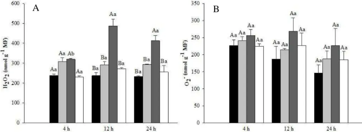 Figura  2 Teores  de peróxido de  hidrogênio  (A)  e  ânion  superóxido  (B)  em  folhas  de 