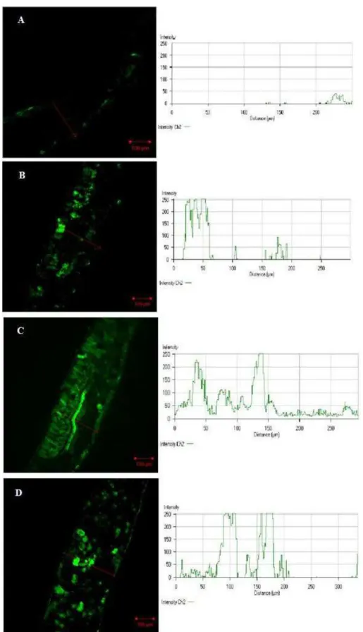 Figura 5 Produção in situ de NO em folhas de Lactuca sativa, coletadas após 24 h  de tratamento, utilizando o marcador DAF- 2 DA