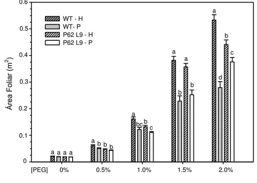 Figura 3: Efeito do estresse osmótico na área foliar de plantas de tabaco do tipo selvagem (WT) e 