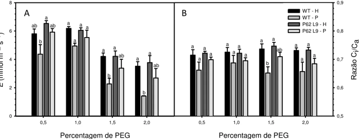Figura 4: Taxa de assimilação líquida de carbono (A) e condutância estomática (g s) em Nicotiana 