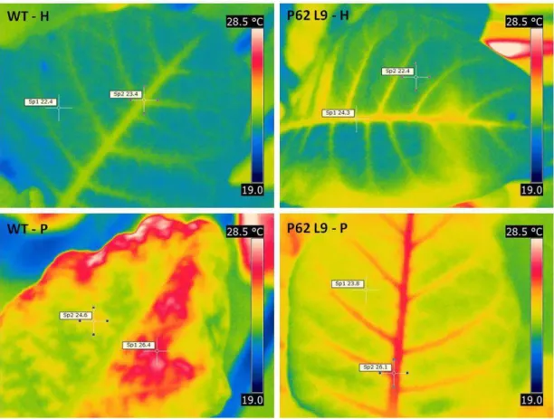 Figura 11: Imagem de termografia de infravermelho mostrando diferenças de temperatura entre 