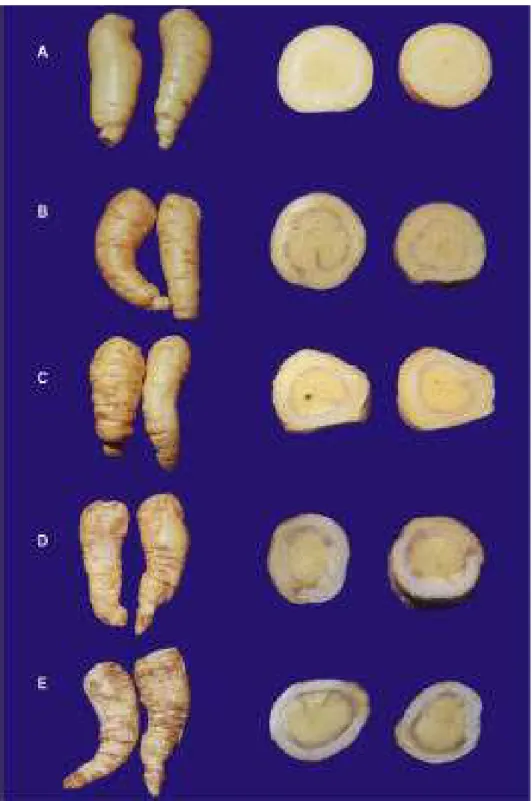 Figura 1.  Sintomas internos e externos de injúria por frio em raízes de  batata-baroa: A, sem injúria; B, levemente; C, moderadamente;  D, extremamente; E, completamente injuriadas