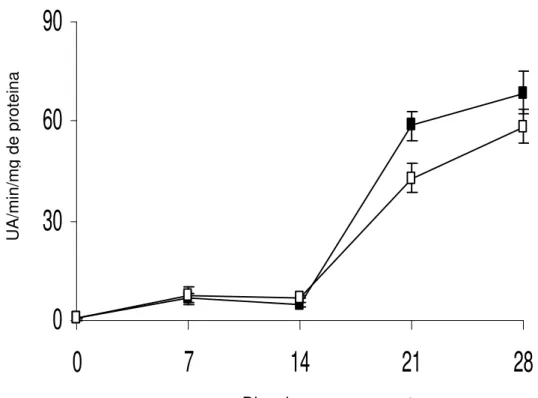 Figura 4. Atividade da enzima polifenoloxidase em raízes de batata-baroa  armazenadas por 28 dias às temperaturas de 5ºC (¾) e a 10ºC  (*)