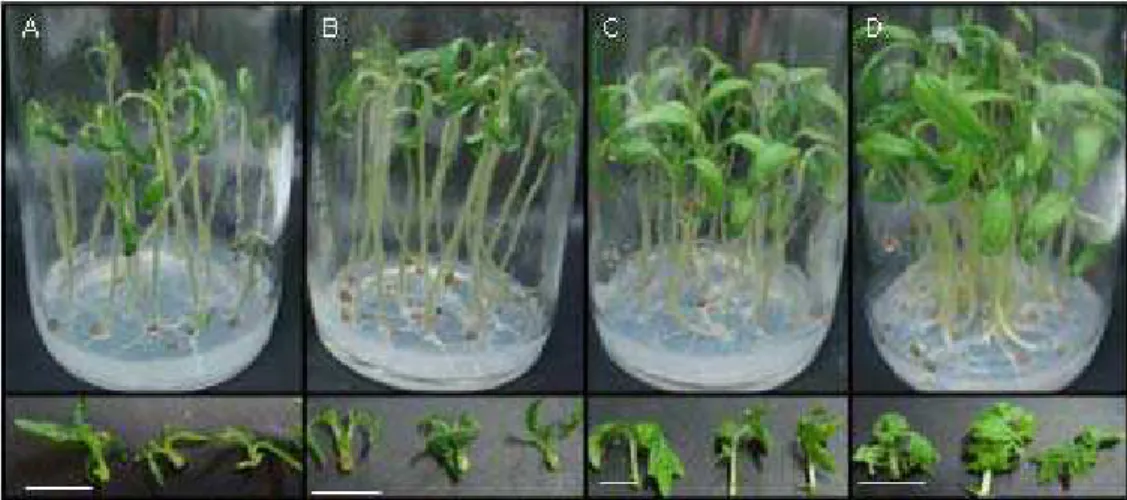 Figura 12 - Frascos de cultura in vitro representando o desenvolvimento de plântulas de  tomateiros desenvolvidas sob diferentes sistemas de vedação e detalhes dos respectivos  ápices caulinares