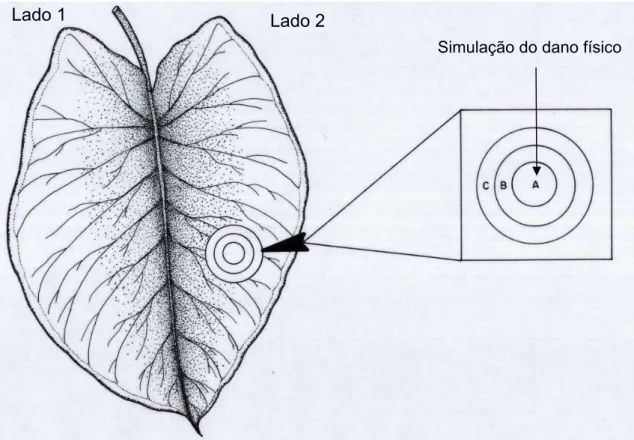 Figura 1: Esquema dos círculos concêntricos realizados com furadores na  folha de taioba, simulando danos físicos ocorridos no campo