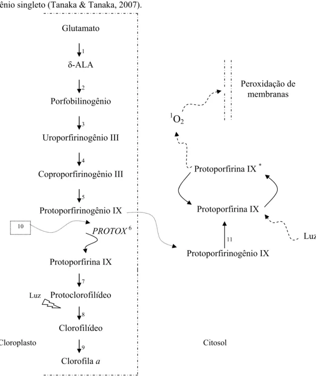 Figura 1 - Ação de inibidores da PROTOX na rota biosintética da clorofila. (1) Glutamato é convertido a glutamato 