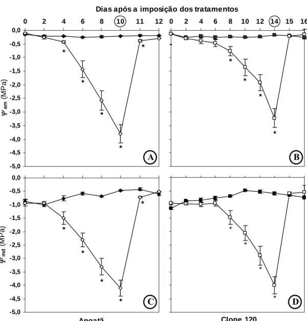 Figura 4: Potencial hídrico na antemanhã ( Ψam ) (A e B) e ao meio-dia ( Ψmd ) (C e D) em  duas cultivares de Coffea canephora continuamente irrigadas (símbolos cheios) e sob  condição de seca do solo (símbolos vazios)