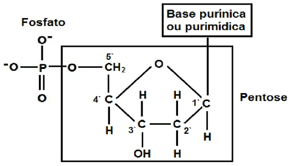 Figura 3.1: A estrutura dos nucleotídeos.